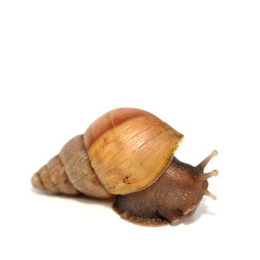 Giant African Land Snail